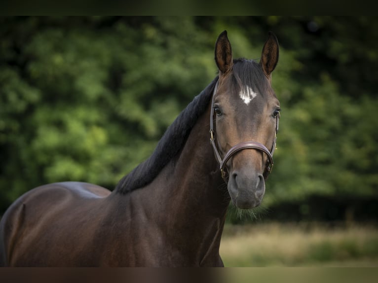 Westfale Wallach 3 Jahre 166 cm Dunkelbrauner in Melle