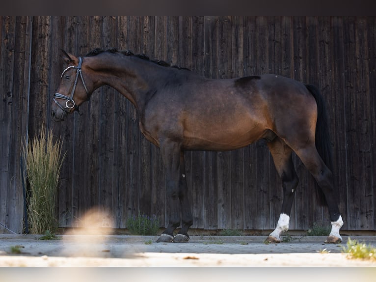 Westfale Wallach 3 Jahre 166 cm Dunkelbrauner in Hayingen