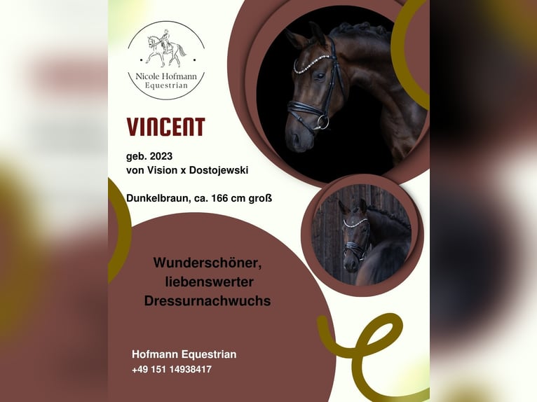 Westfale Wallach 3 Jahre 166 cm Dunkelbrauner in Hayingen