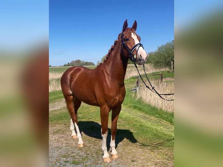 Westfale Wallach 3 Jahre 166 cm Fuchs in Tönning