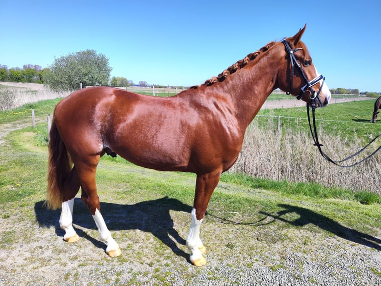 Westfale Wallach 3 Jahre 166 cm Fuchs in Tönning