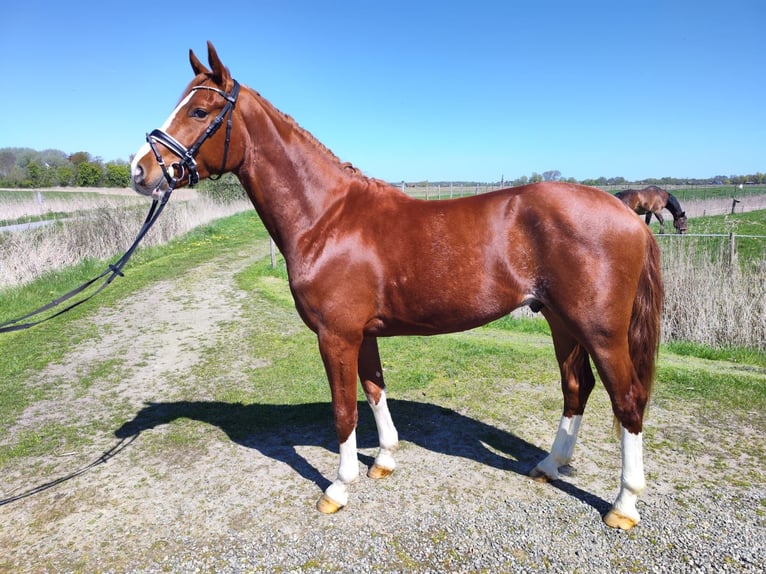 Westfale Wallach 3 Jahre 166 cm Fuchs in Tönning