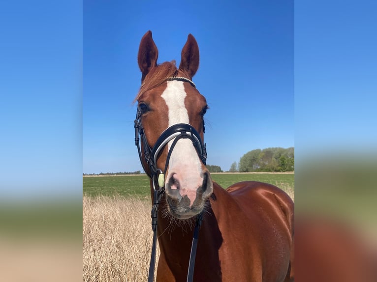 Westfale Wallach 3 Jahre 166 cm Fuchs in Tönning