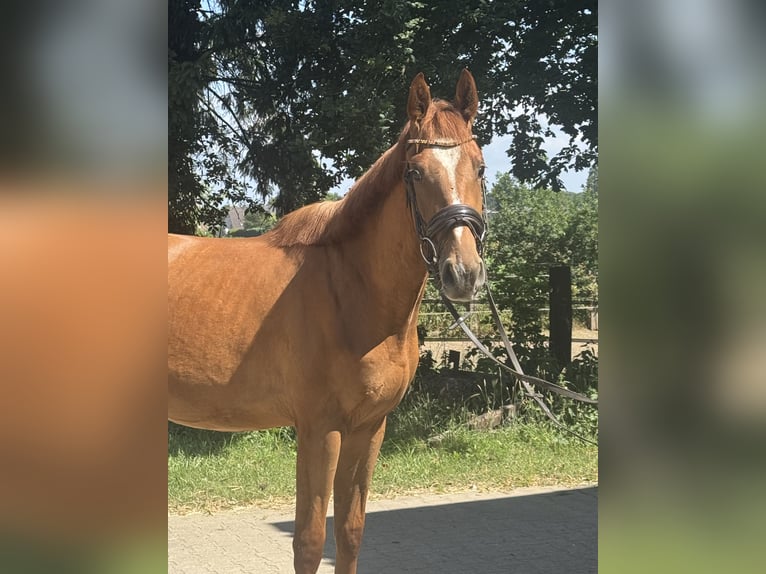 Westfale Wallach 3 Jahre 166 cm Fuchs in Wesel