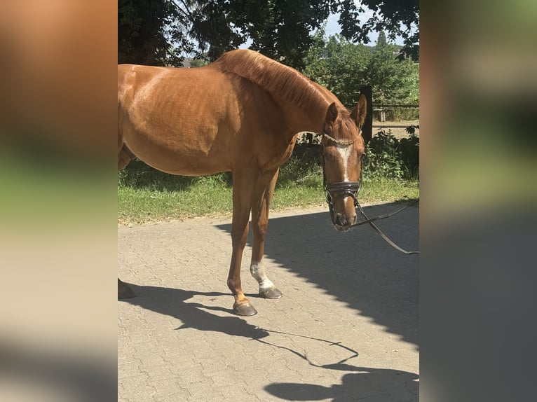 Westfale Wallach 3 Jahre 166 cm Fuchs in Wesel