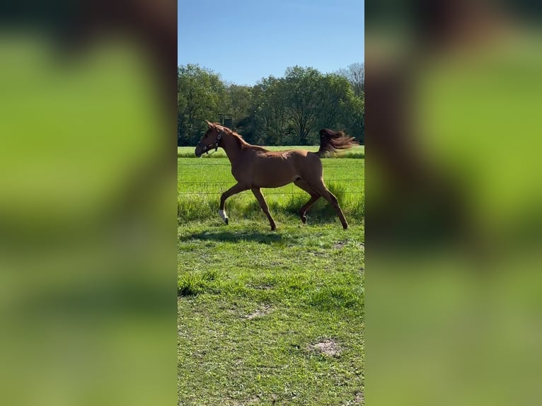 Westfale Wallach 3 Jahre 166 cm Fuchs in Wesel