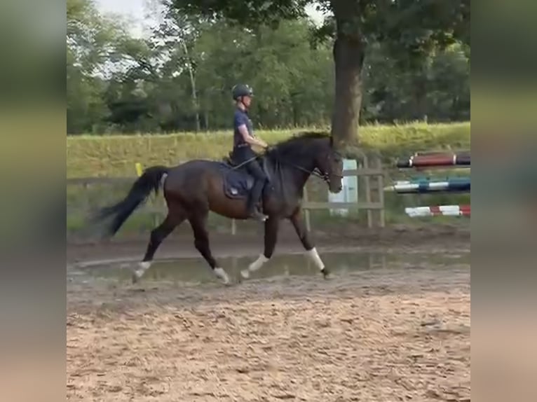 Westfale Wallach 3 Jahre 166 cm Schwarzbrauner in Arnsnesta