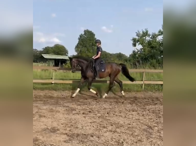 Westfale Wallach 3 Jahre 166 cm Schwarzbrauner in Arnsnesta
