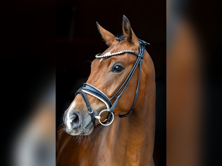 Westfale Wallach 3 Jahre 167 cm Brauner in Rosenheim