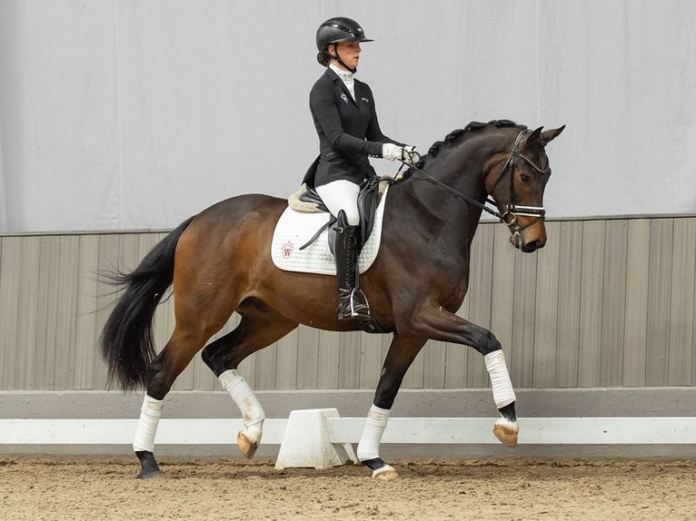 Westfale Wallach 3 Jahre 167 cm Brauner in Münster-Handorf
