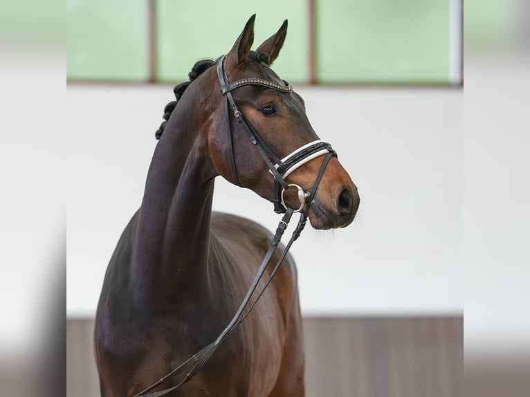 Westfale Wallach 3 Jahre 167 cm Brauner in Münster-Handorf