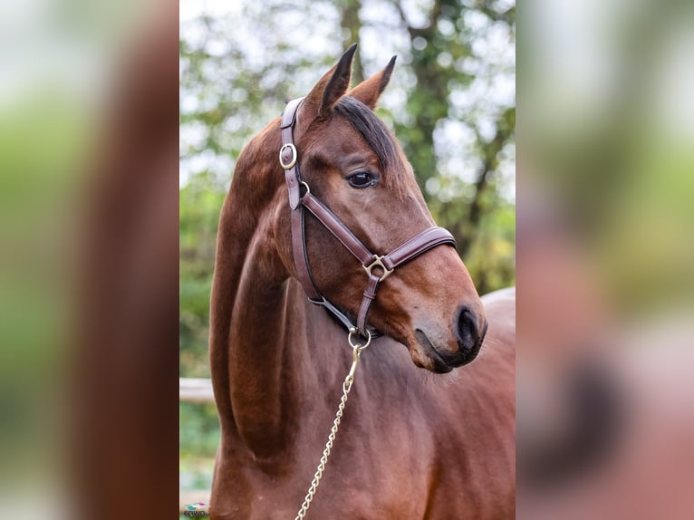 Westfale Wallach 3 Jahre 167 cm Brauner in F&#xFC;rstenau