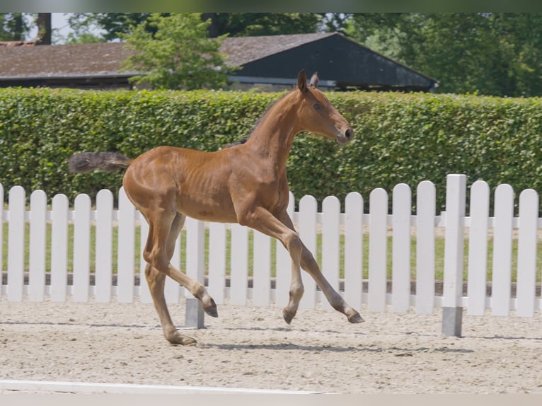 Westfale Wallach 3 Jahre 167 cm Brauner in Hamm