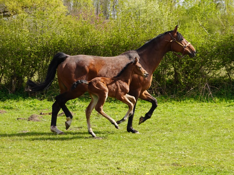 Westfale Wallach 3 Jahre 167 cm Brauner in Hamm