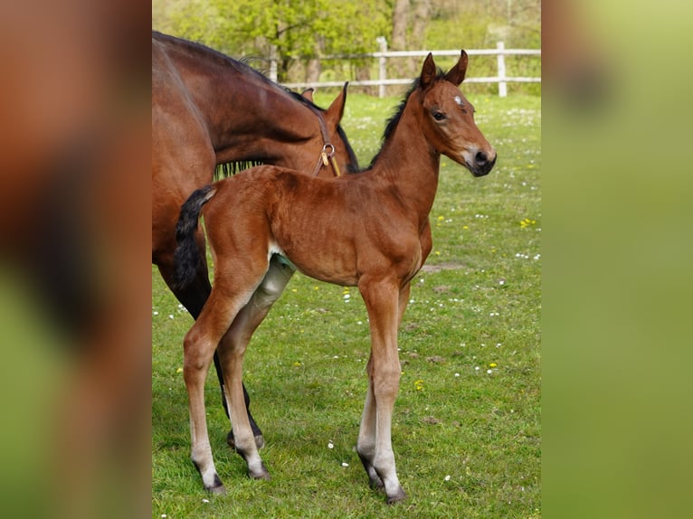 Westfale Wallach 3 Jahre 167 cm Brauner in Hamm