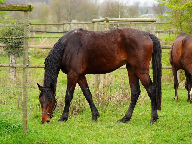 Westfale Wallach 3 Jahre 167 cm Brauner in Hamm