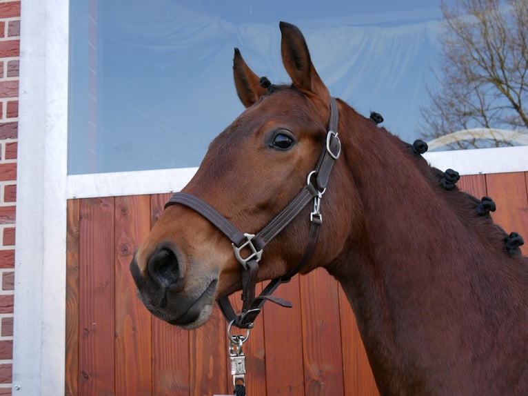 Westfale Wallach 3 Jahre 167 cm in Dorsten