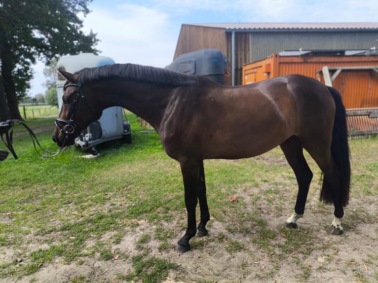 Westfale Wallach 3 Jahre 167 cm  in Rietberg