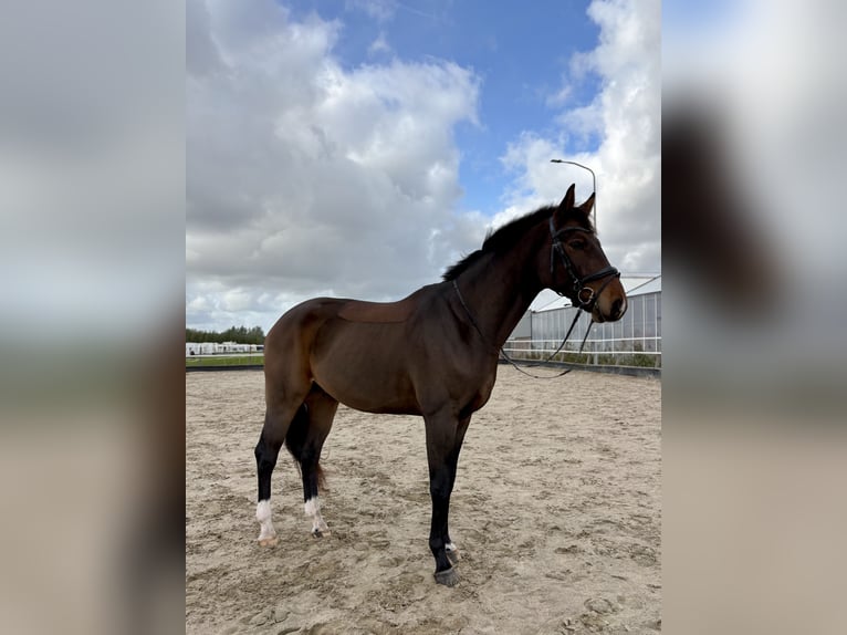 Westfale Mix Wallach 3 Jahre 167 cm Dunkelbrauner in Aalsmeer