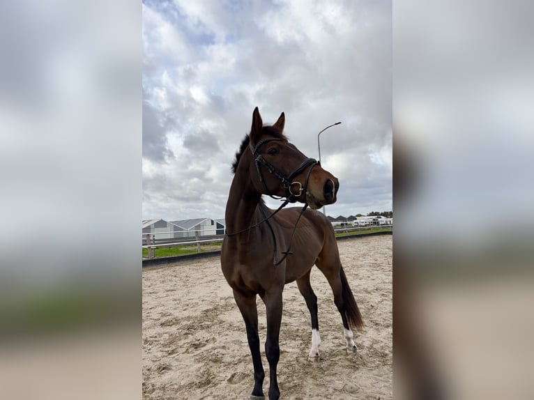 Westfale Mix Wallach 3 Jahre 167 cm Dunkelbrauner in Aalsmeer