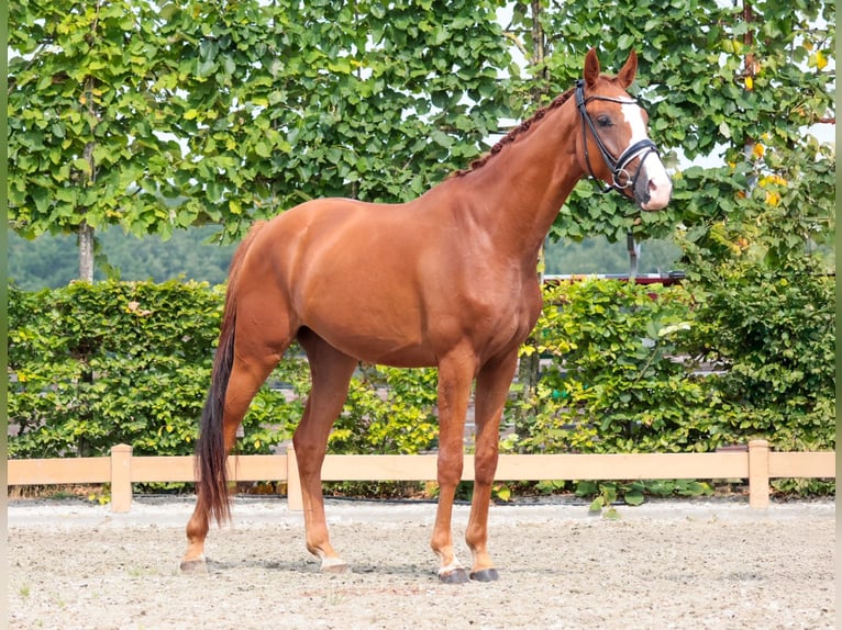 Westfale Wallach 3 Jahre 167 cm Fuchs in Goch