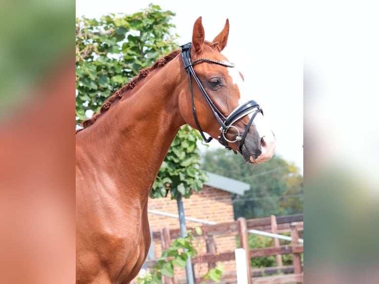 Westfale Wallach 3 Jahre 167 cm Fuchs in Goch