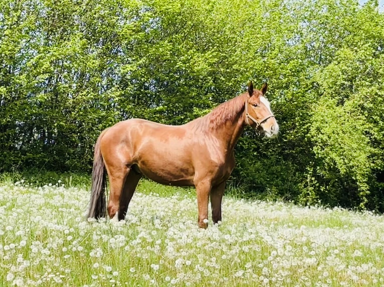 Westfale Wallach 3 Jahre 167 cm Fuchs in Arnsberg