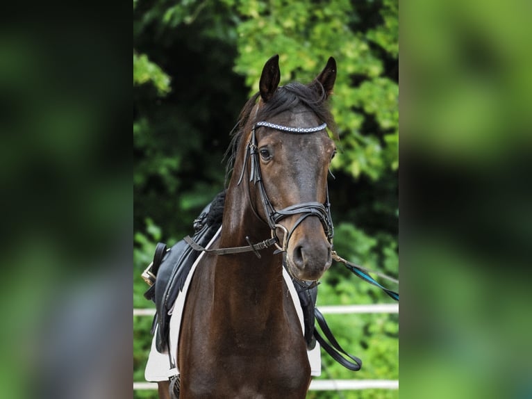 Westfale Wallach 3 Jahre 167 cm Rappe in Emden