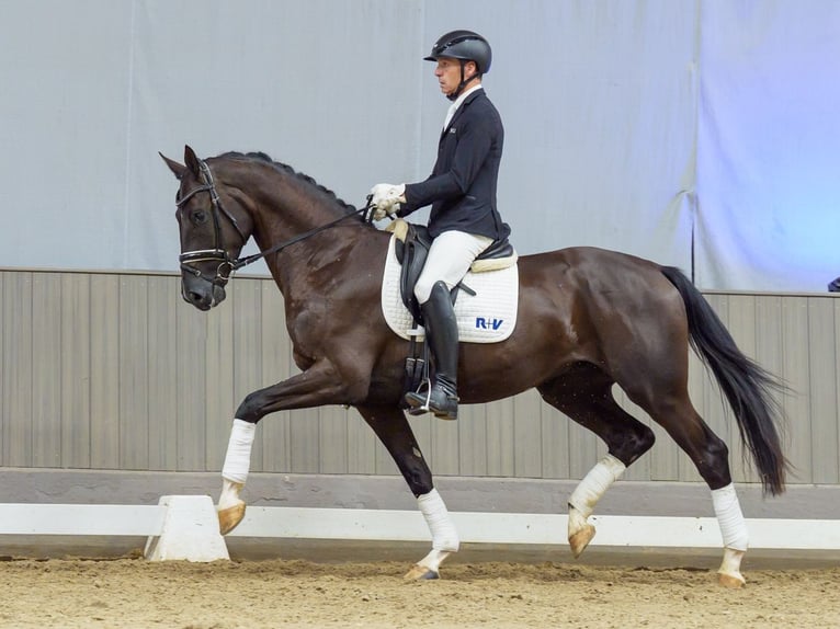 Westfale Wallach 3 Jahre 167 cm Rappe in Mnster-Handorf