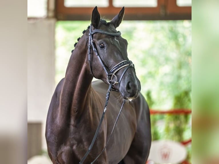 Westfale Wallach 3 Jahre 167 cm Rappe in Mnster-Handorf