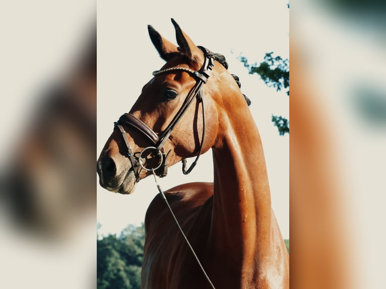 Westfale Wallach 3 Jahre 168 cm Brauner in Horstmar