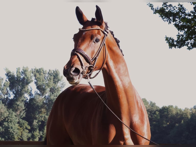 Westfale Wallach 3 Jahre 168 cm Brauner in Horstmar