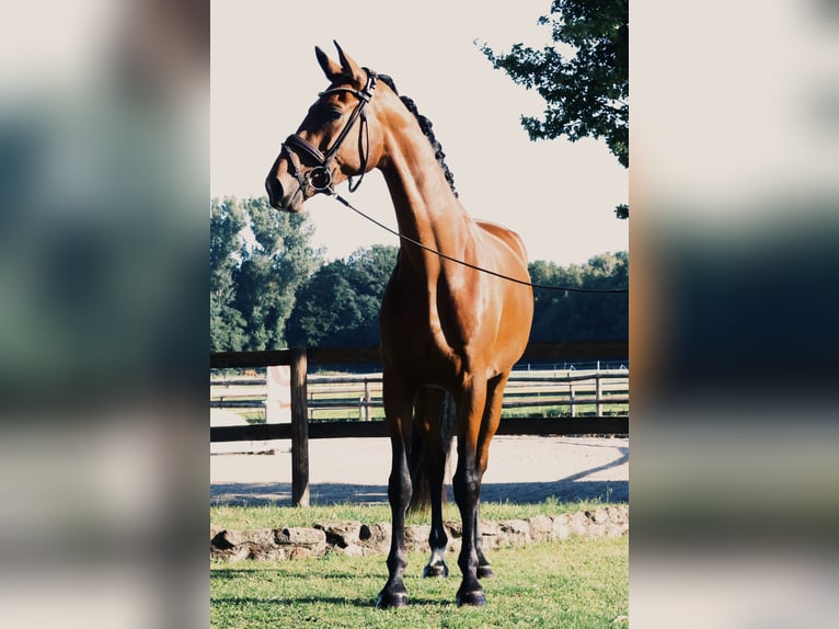 Westfale Wallach 3 Jahre 168 cm Brauner in Horstmar