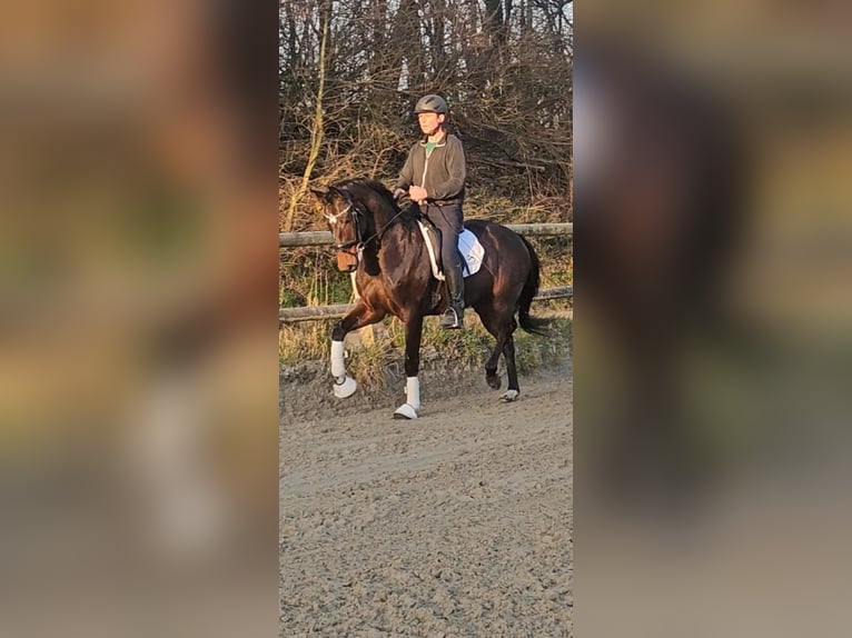 Westfale Wallach 3 Jahre 168 cm Dunkelbrauner in Coesfeld