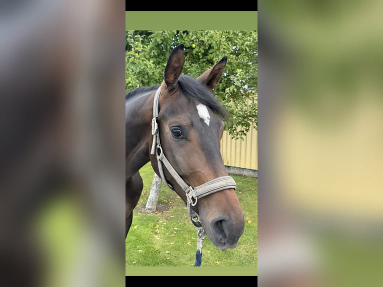 Westfale Wallach 3 Jahre 168 cm Dunkelbrauner in Dortmund Westfale Wallach 3 Jahre 168 cm Dunkelbrauner in Dortmund
