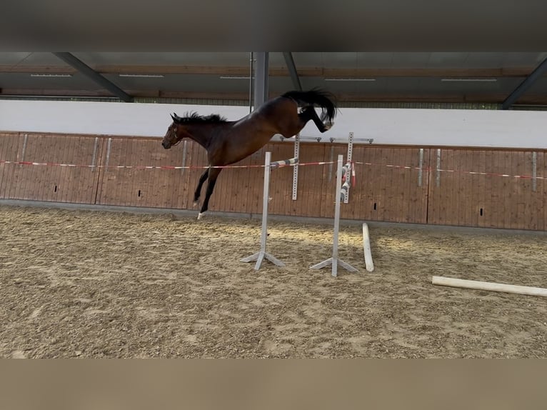 Westfale Wallach 3 Jahre 168 cm Dunkelbrauner in Hamm
