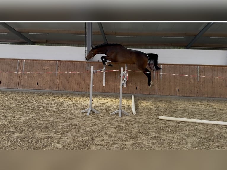 Westfale Wallach 3 Jahre 168 cm Dunkelbrauner in Hamm