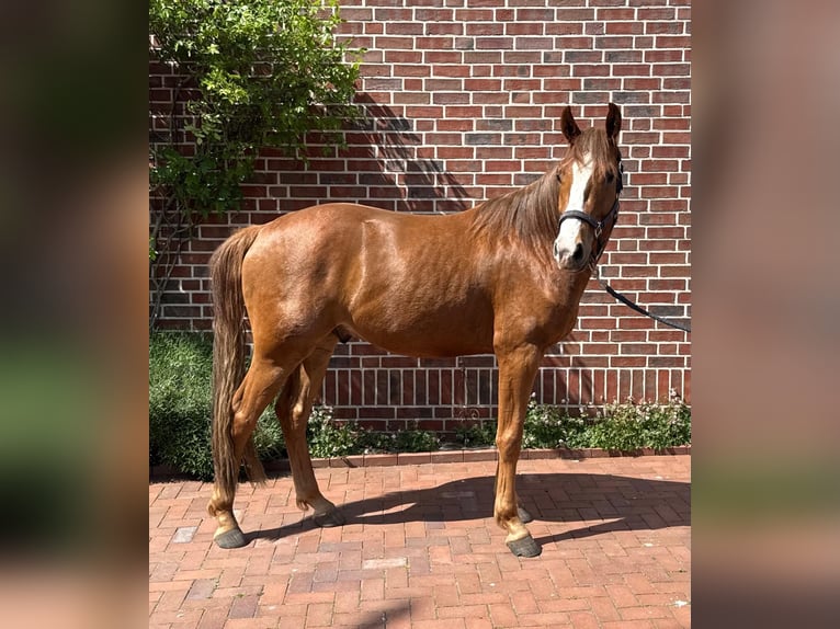 Westfale Wallach 3 Jahre 168 cm Fuchs in Südlohn