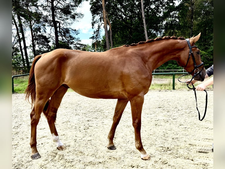 Westfale Wallach 3 Jahre 168 cm Fuchs in Bawinkel