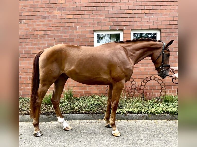 Westfale Wallach 3 Jahre 168 cm Fuchs in Bawinkel