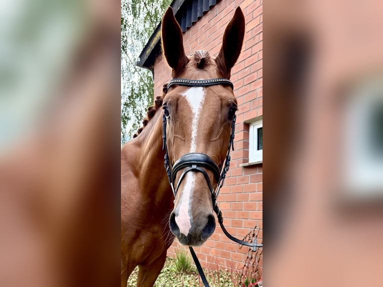 Westfale Wallach 3 Jahre 168 cm Fuchs in Bawinkel