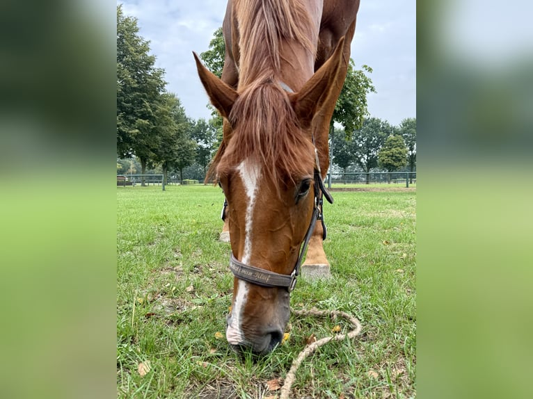 Westfale Wallach 3 Jahre 168 cm Fuchs in Bawinkel
