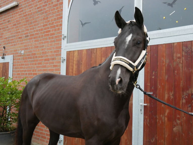 Westfale Wallach 3 Jahre 168 cm Rappe in Dorsten