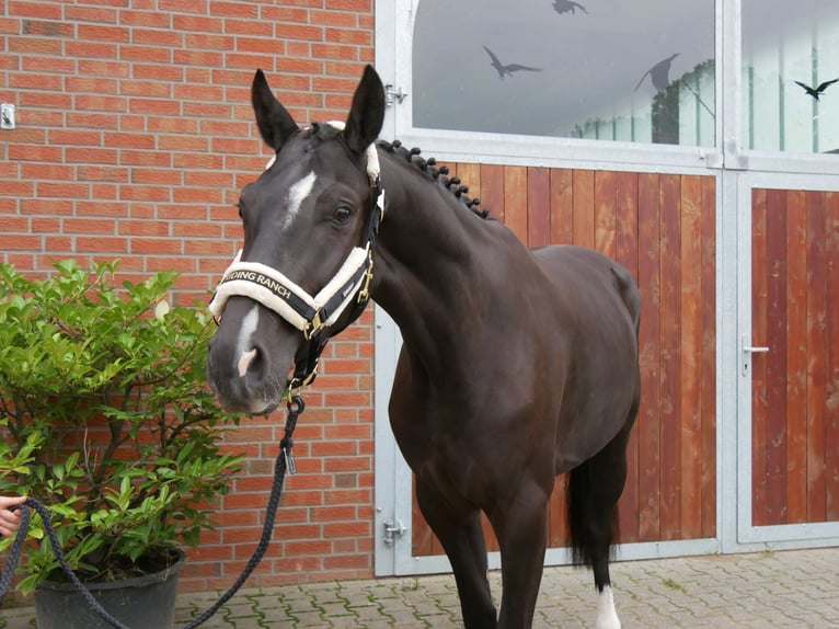 Westfale Wallach 3 Jahre 168 cm Rappe in Dorsten