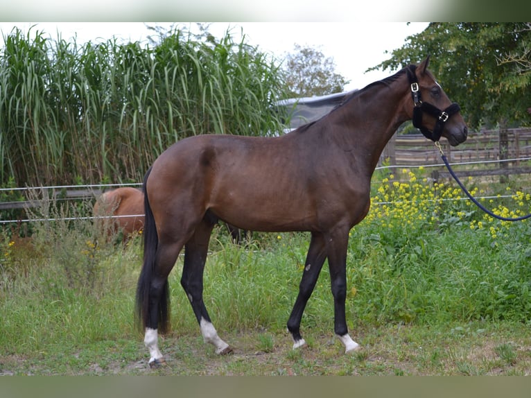 Westfale Wallach 3 Jahre 169 cm Dunkelbrauner in Oyten
