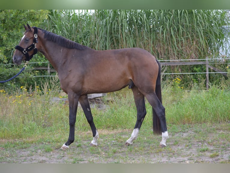 Westfale Wallach 3 Jahre 169 cm Dunkelbrauner in Oyten