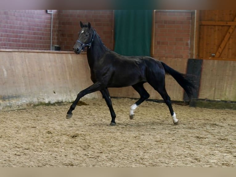 Westfale Wallach 3 Jahre 169 cm Rappe in Paderborn