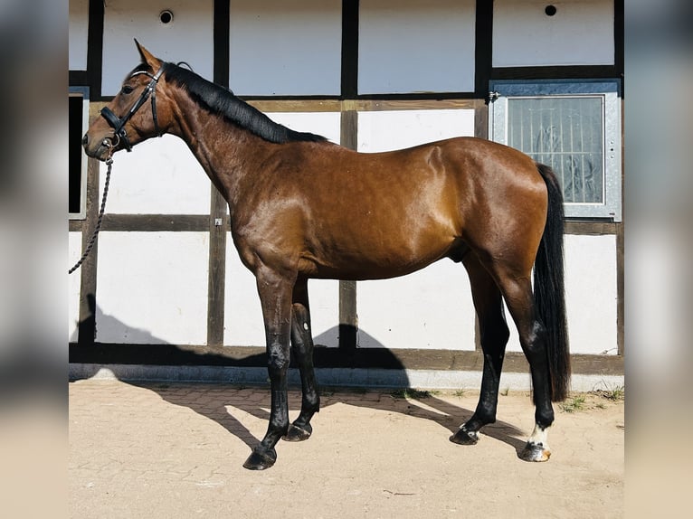 Westfale Wallach 3 Jahre 169 cm Schwarzbrauner in Hameln