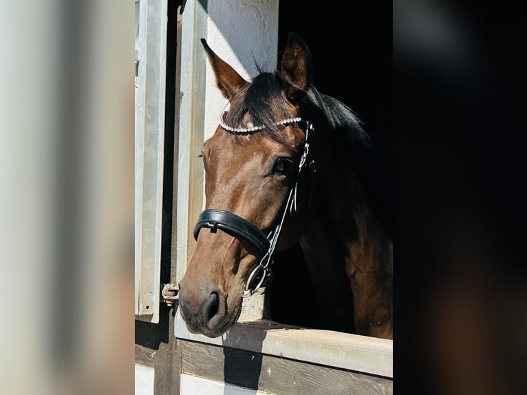 Westfale Wallach 3 Jahre 169 cm Schwarzbrauner in Hameln