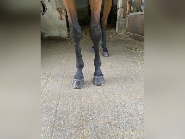 Westfale Wallach 3 Jahre 170 cm Brauner in Borchen